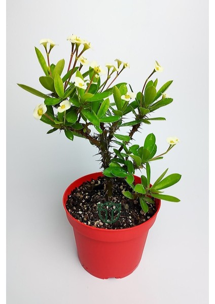 Videolu Sarı Milli Dikenler Tacı Büyük Boy (40 60 cm) Saksılı Kaktüs Euphorbia