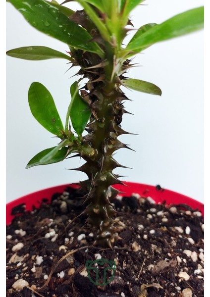 Videolu Sarı Milli Dikenler Tacı Büyük Boy (40 60 cm) Saksılı Kaktüs Euphorbia indirimleri
