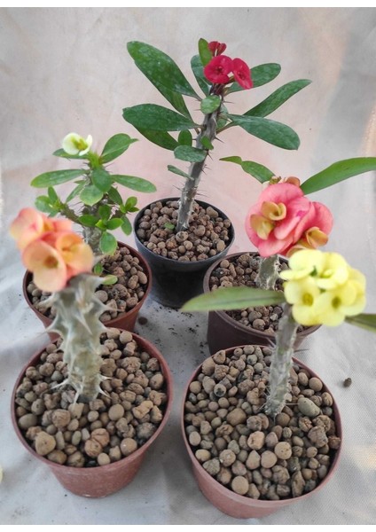 Videolu Milli Dikenler Tacı (20 30 cm ) 5 Farklı Renk Saksılı Kaktüs Euphorbia