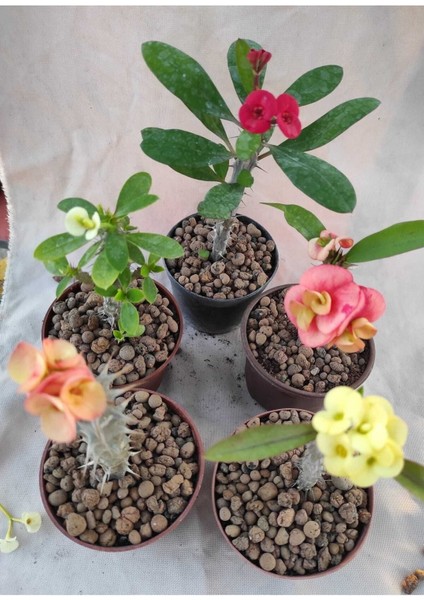Videolu Milli Dikenler Tacı (20 30 cm ) 5 Farklı Renk Saksılı Kaktüs Euphorbia