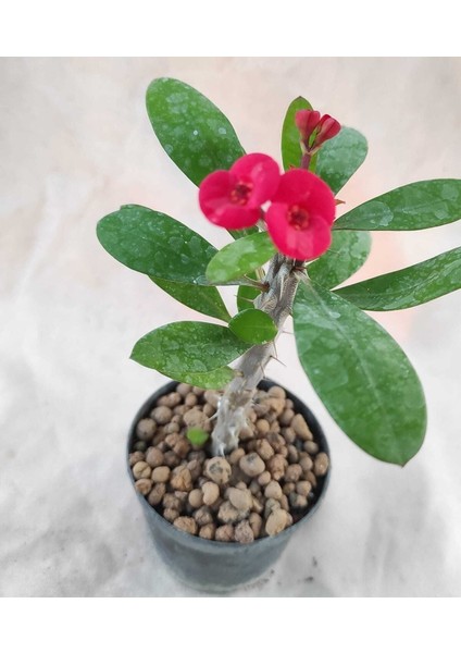 Videolu Milli Dikenler Tacı (20 30 cm ) 5 Farklı Renk Saksılı Kaktüs Euphorbia