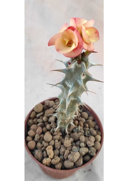 Videolu Milli Dikenler Tacı (20 30 cm ) 5 Farklı Renk Saksılı Kaktüs Euphorbia