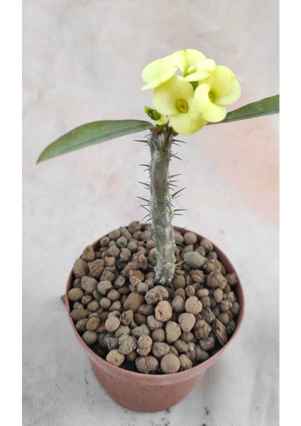 Videolu Milli Dikenler Tacı (20 30 cm ) 5 Farklı Renk Saksılı Kaktüs Euphorbia