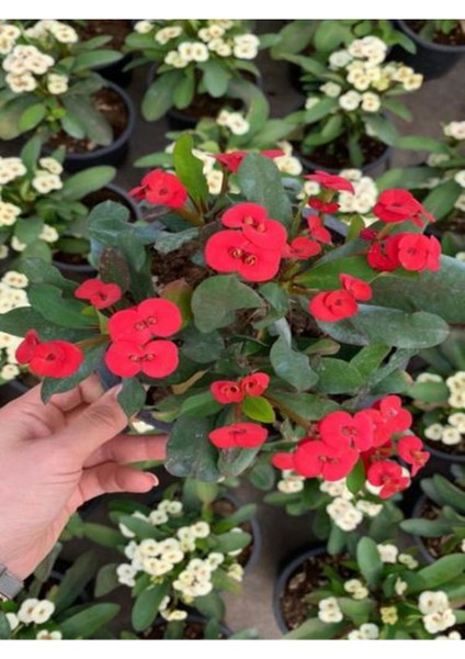 Videolu Dikenler Tacı Kırmızı Çiçekli Milli (20 40 cm) Saksılı Kaktüs Euphorbia