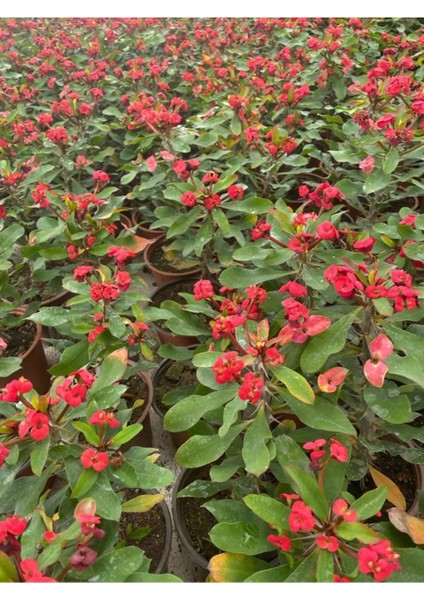 Videolu Dikenler Tacı Kırmızı Çiçekli Milli (20 40 cm) Saksılı Kaktüs Euphorbia fiyatları