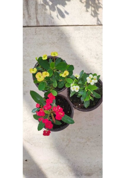 Videolu Dikenler Tacı Çiçeği Sürpriz Renk (25 35 cm) Saksılı 3'lü Kaktüs Euphorbia fiyatları
