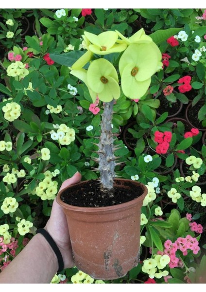 Videolu Dikenler Tacı Çiçekli İthal Tayland Milli 20 40 cm Saksılı Kaktüs Euphorbia fiyatları