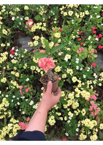 Videolu Dikenler Tacı Çiçekli İthal Tayland Milli (20 40 cm) Saksılı Kaktüs Euphorbia