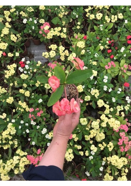 Videolu Dikenler Tacı Çiçekli İthal Tayland Milli (20 40 cm) Saksılı Kaktüs Euphorbia fiyatları