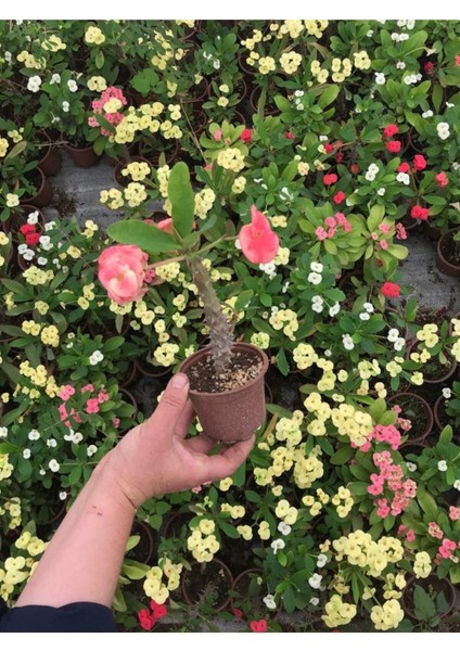 Videolu Dikenler Tacı Çiçekli İthal Tayland Milli (20 40 cm) Saksılı Kaktüs Euphorbia modelleri