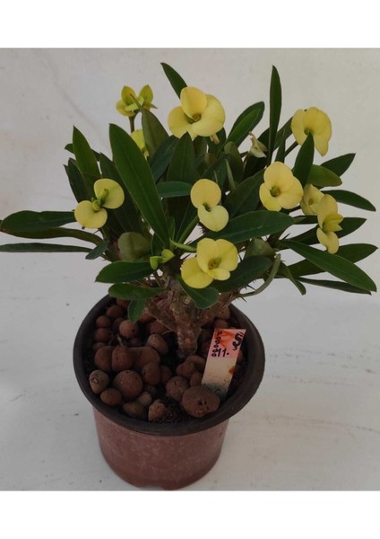 Videolu Milli Dikenler Tacı 25 35 cm Saksılı Kaktüs Euphorbia