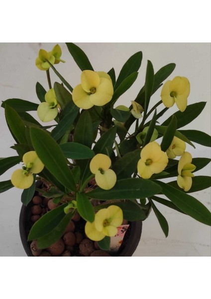 Videolu Milli Dikenler Tacı 25 35 cm Saksılı Kaktüs Euphorbia fiyatları