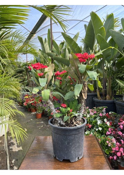 Videolu Dikenler Tacı (25 40 cm) Saksılı Kaktüs Euphorbia