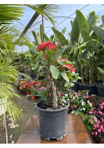 Videolu Dikenler Tacı (25 40 cm) Saksılı Kaktüs Euphorbia