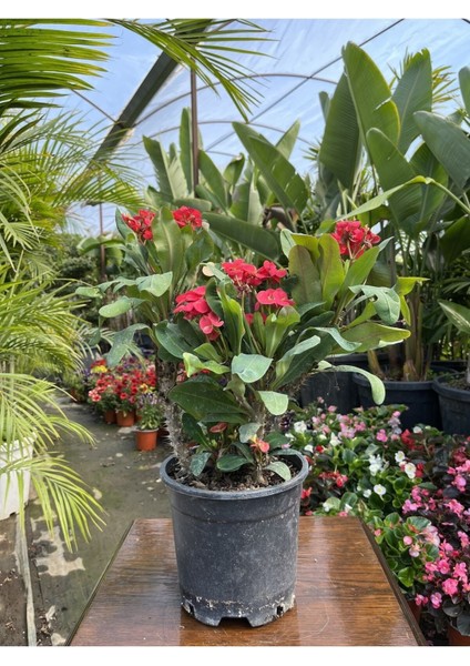 Videolu Dikenler Tacı (25 40 cm) Saksılı Kaktüs Euphorbia