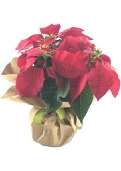 Atatürk Çiçeği Ponsetya Poinsettia & Kağıda Sarım Saksıda Hediyelik Canlı Çiçek fiyatları