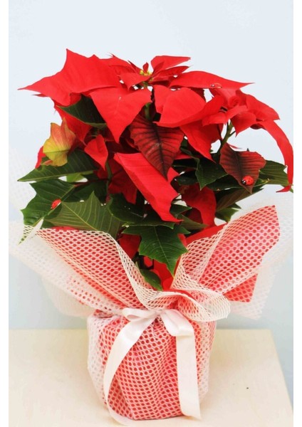 20-40 cm Dolgun Atatürk Çiçeği