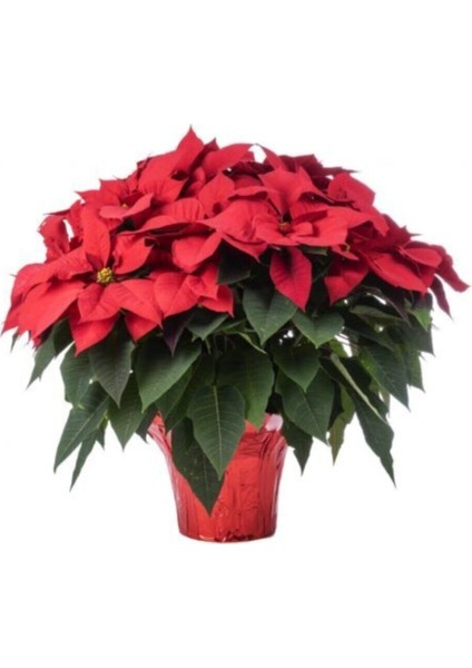 20-40 cm Dolgun Atatürk Çiçeği fiyatları