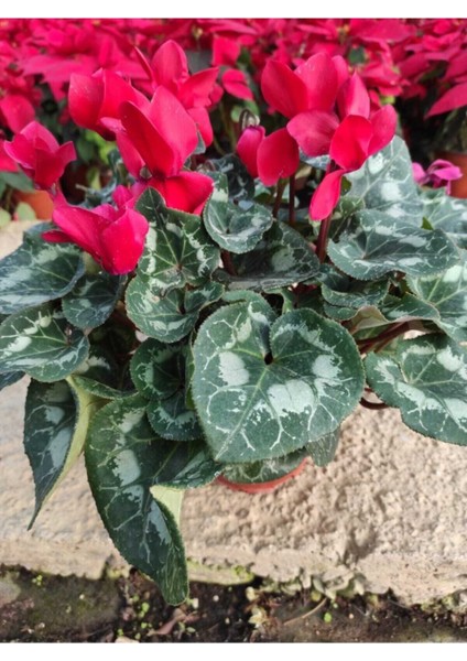 Sıklamen Hediyelik Çiçek