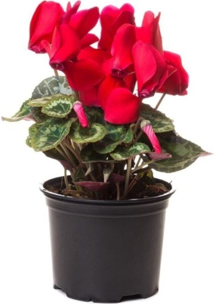 Siklamen Çiçeği Hediyelik Çiçek