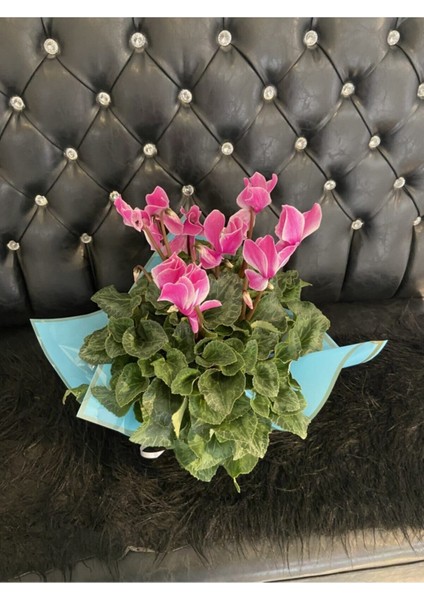 Canlı Sıklamen Hediyelik Ofis Bitkisi Çiçekli