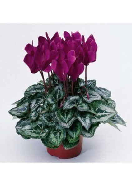 Mor Siklamen Çiçeği 5 Adet Cyclamen fiyatları