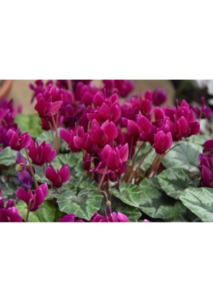 Mor Siklamen Çiçeği 5 Adet Cyclamen fırsatları