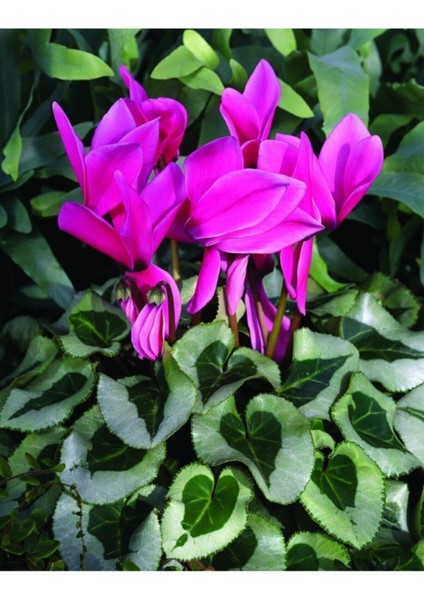 Mor Siklamen Çiçeği 5 Adet Cyclamen indirimleri