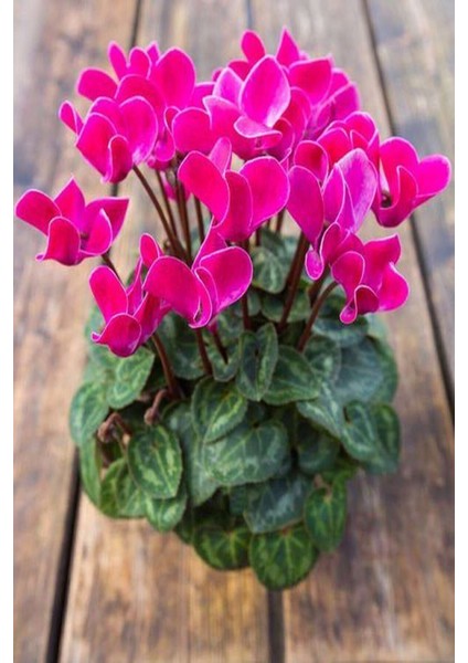 Siklamen Çiçegi Pembe Cyclamen