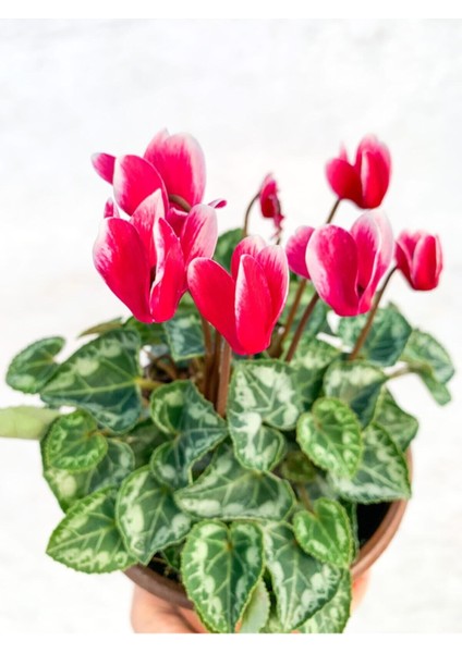 Ebruli Cyclamen Çiçeği Saksıda Çiçekli Sıklamen Hediyelik Bitki