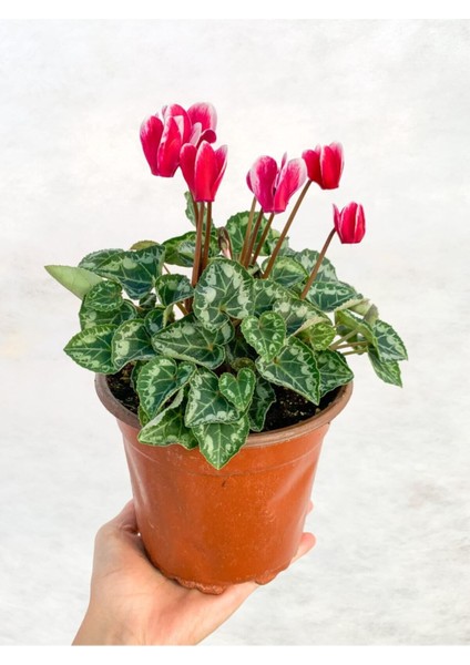 Ebruli Cyclamen Çiçeği Saksıda Çiçekli Sıklamen Hediyelik Bitki fiyatları