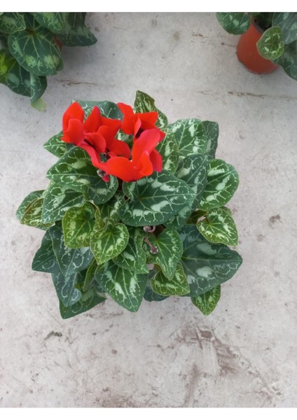 Kırmızı Sıklamen Çiçeği Saksıda Canlı Cyclamen
