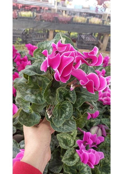 Sıklamen Hediyelik Çiçek