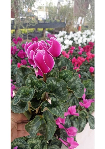 Sıklamen Hediyelik Çiçek fiyatları