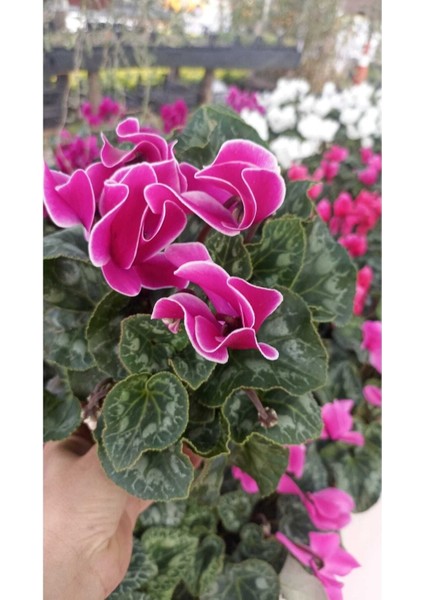 Sıklamen Hediyelik Çiçek modelleri