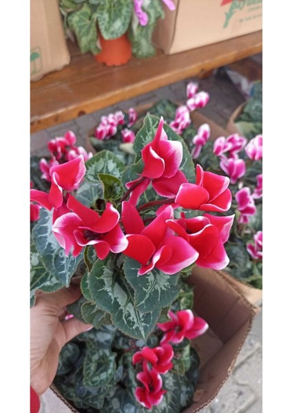 Sıklamen Hediyelik Çiçek modelleri