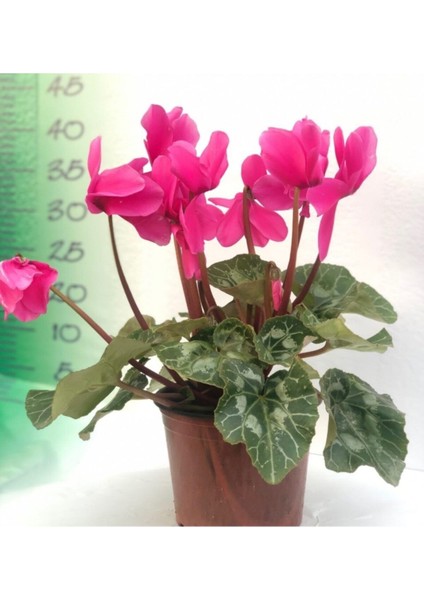 Sıklamen Çiçeği Cyclamen 20 cm-30 cm Cyclamen