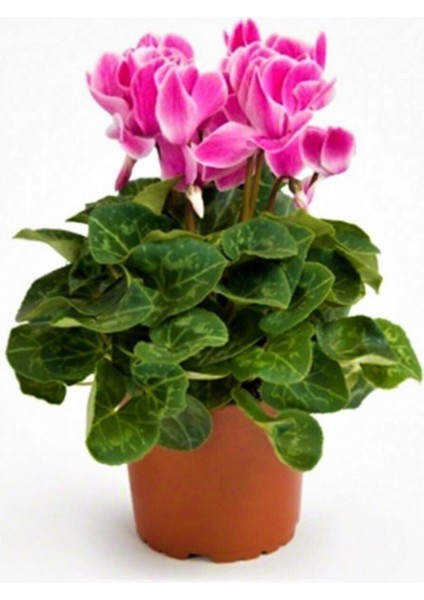 Sıklamen Çiçeği Cyclamen, Pembe Renk 12 cm Saksıda Hediyelik Çiçek