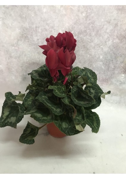 Siklamen (Tavşan Kulağı) Büyük Bordo Cyclamen