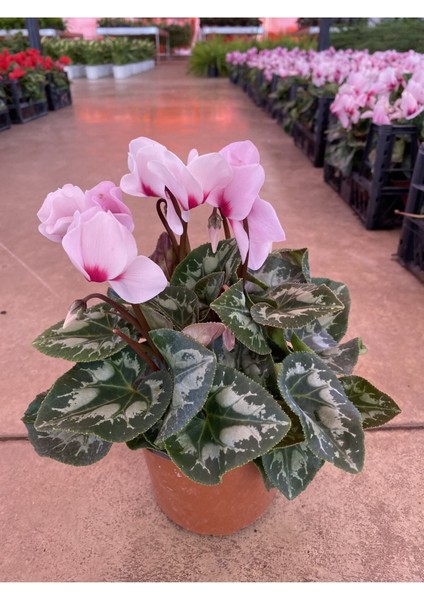 Pembe Acem Sıklameni Hediyelik Salon Ofis Bitkisi