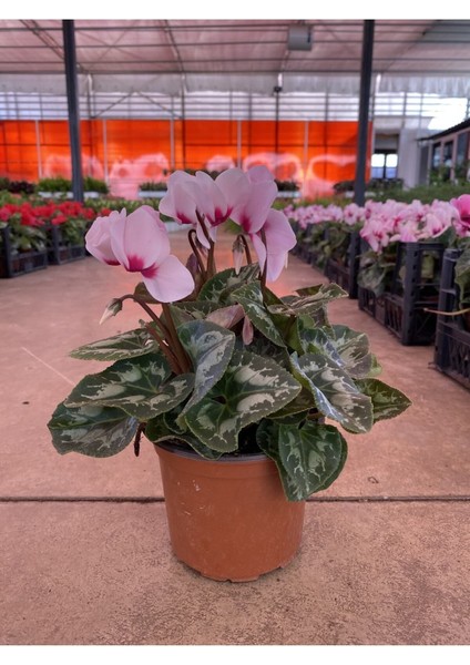 Pembe Acem Sıklameni Hediyelik Salon Ofis Bitkisi fiyatları