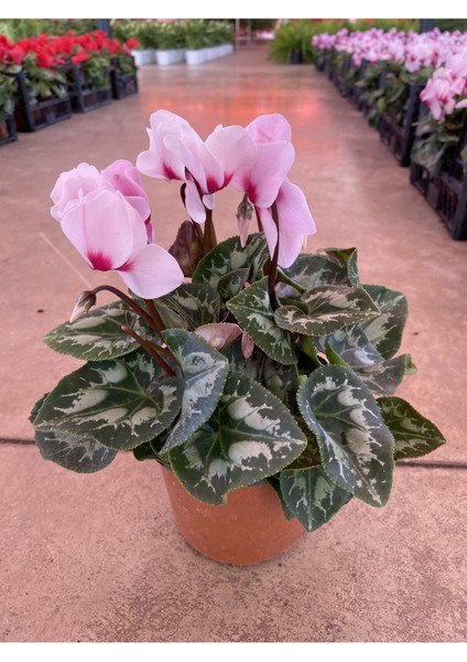 Pembe Acem Sıklameni Hediyelik Salon Ofis Bitkisi modelleri