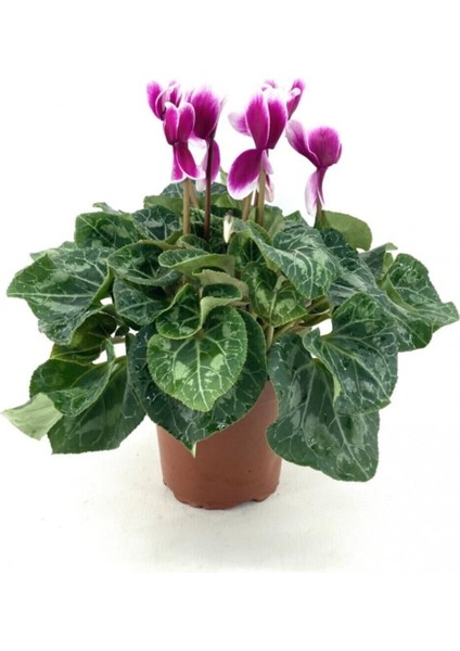 Sıklamen Çiçeği-Alacalı / Tavşan Kulağı / Cyclamen