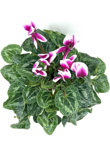 Sıklamen Çiçeği-Alacalı / Tavşan Kulağı / Cyclamen fiyatları