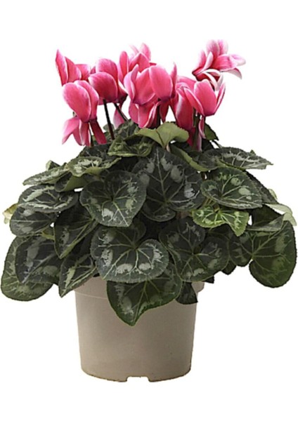 Pembe Siklamen Çiçeği / Tavşan Kulağı / Cyclamen