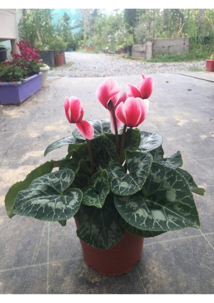 Sıklamen Hediyelik Çiçek