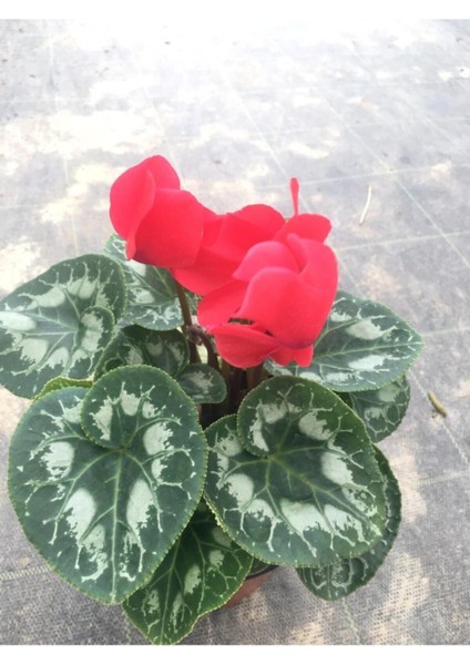 Sıklamen Hediyelik Çiçek fiyatları