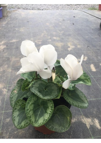 Sıklamen Hediyelik Çiçek modelleri