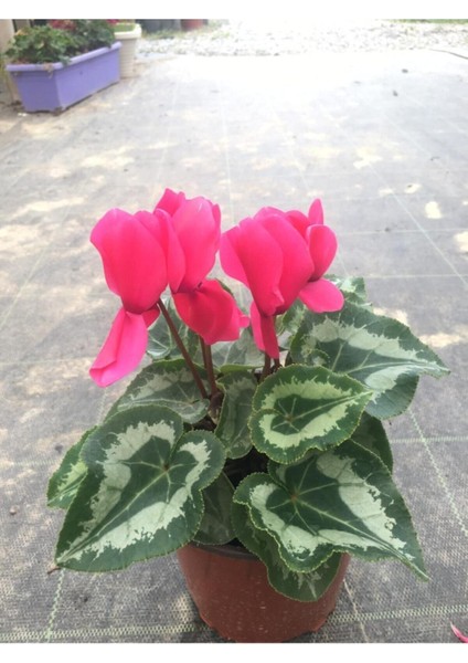 Sıklamen Hediyelik Çiçek fırsatları