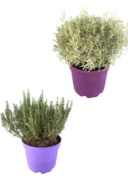 Kekik Lavantin Set Aromatik Yoğun Kokulu